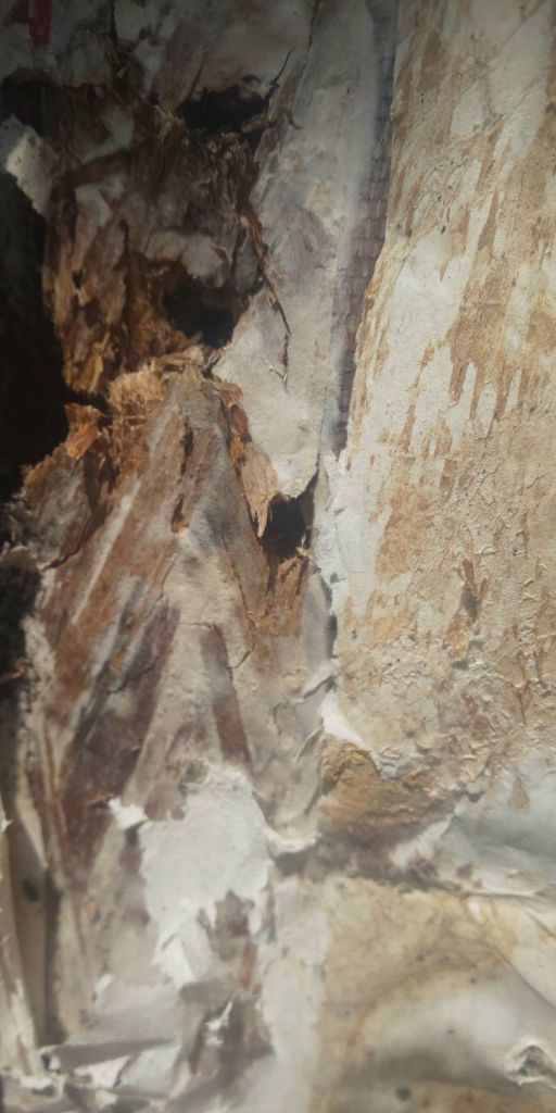 内部のカビ被害